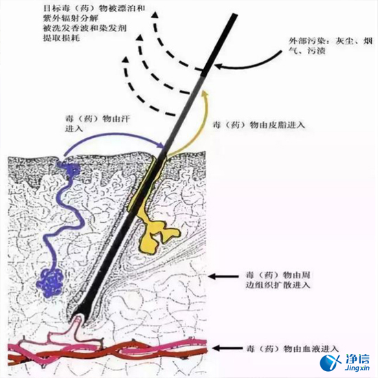 毛發(fā)毒品檢測(cè)儀來(lái)檢測(cè)毛發(fā)的步驟詳解-優(yōu)勢(shì)是什么？